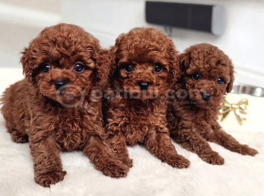 Pamuk Gibi Tüyleriyle Mini Toy Poodle Yavrular