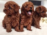 Pamuk Gibi Tüyleriyle Mini Toy Poodle Yavrular