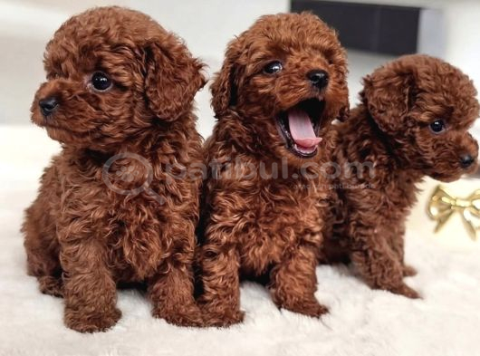 Pamuk Gibi Tüyleriyle Mini Toy Poodle Yavrular görsel
