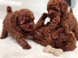 Pamuk Gibi Tüyleriyle Mini Toy Poodle Yavrular