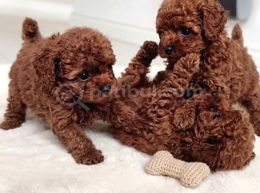 Pamuk Gibi Tüyleriyle Mini Toy Poodle Yavrular görsel
