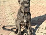 Dev Cane Corso Yavruları