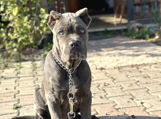 Dev Cane Corso Yavruları görsel