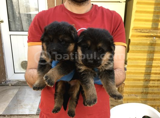 Alman Kurdu Yavrularimiz görsel