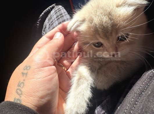 Kedi Scotish Fold görsel