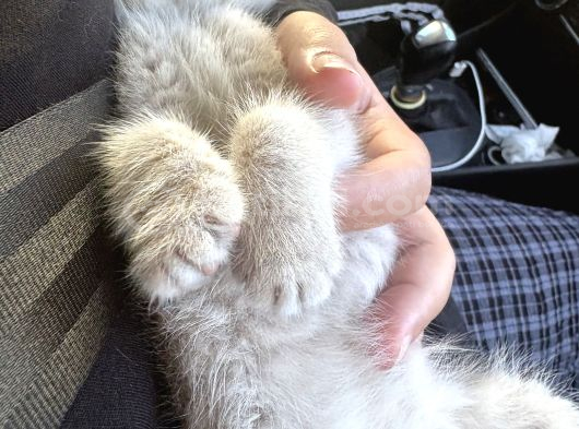 Kedi Scotish Fold görsel