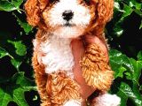 Minyatür labradoodle yavrular