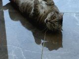 Scottish Tekir Kırması En Cana Yakin Kedi̇