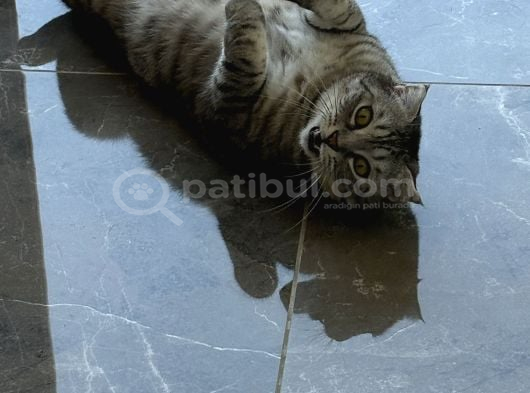Scottish Tekir Kırması En Cana Yakin Kedi̇ görsel