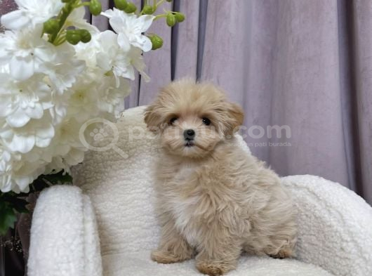 Eşsiz Güzellikte Maltipoo Bebekler görsel