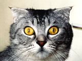 Scottish Tekir Kırması En Cana Yakin Kedi̇