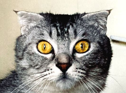 Scottish Tekir Kırması En Cana Yakin Kedi̇ görsel