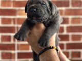 Dev Cane Corso Yavruları