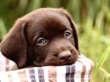 Kahverengi̇ Labrador Retri̇ever Yavrulari