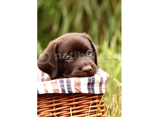 Kahverengi̇ Labrador Retri̇ever Yavrulari görsel