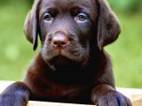 KAHVERENGİ LABRADOR RETRİEVER YAVRULARI