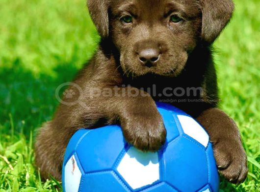 Kahverengi̇ Labrador Retri̇ever Yavrulari görsel