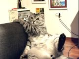 Scottish Tekir Kırması En Cana Yakin Kedi̇