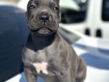 Dev Cane Corso Yavruları
