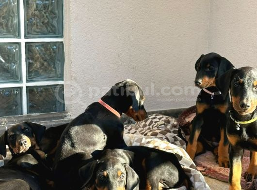 DOBERMAN YAVRULARIM
