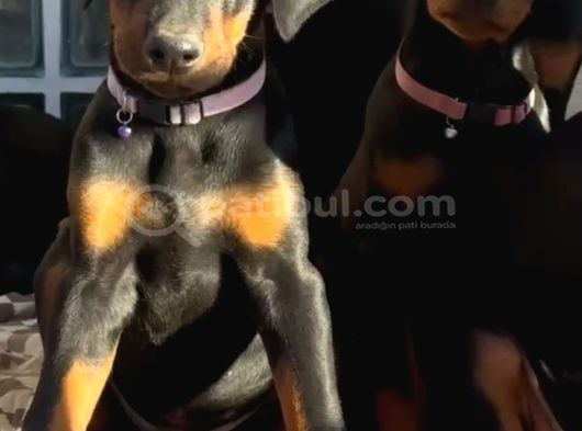 Doberman Yavrularim görsel