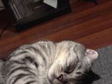 Scottish Tekir Kırması En Cana Yakin Kedi̇
