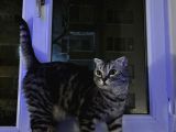 Scottish Tekir Kırması En Cana Yakin Kedi̇
