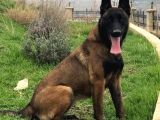 Belçi̇ka Kurdu Yavrulari Ankara  Üst Düzey K-9