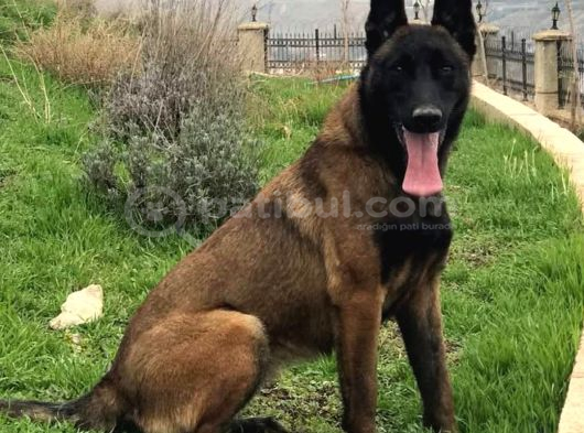 Belçi̇ka Kurdu Yavrulari Ankara  Üst Düzey K-9 görsel