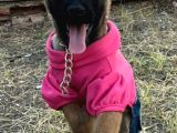 Belçi̇ka Kurdu Yavrulari Ankara  Üst Düzey K-9