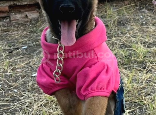 Belçi̇ka Kurdu Yavrulari Ankara  Üst Düzey K-9 görsel