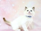 Asil Bebek Ragdoll