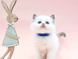 Asil Bebek Ragdoll