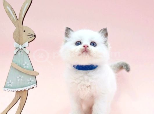 Asil Bebek Ragdoll görsel