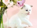 Asil Bebek Ragdoll