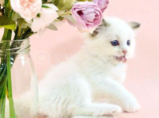 Asil Bebek Ragdoll görsel