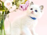 Asil Bebek Ragdoll