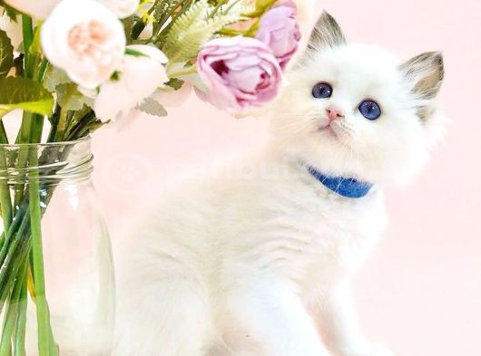 Asil Bebek Ragdoll