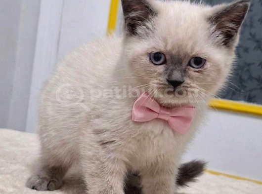 Sevimli Bıcırıklar Yeni Yuvaya Gitmeye Hazır görsel