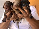 Safkan Doberman Yavruları Burkemden