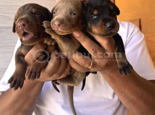 Safkan Doberman Yavruları Burkemden görsel