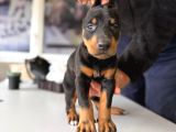 Safkan Doberman Yavruları Burkemden