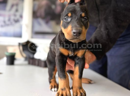 Safkan Doberman Yavruları Burkemden görsel