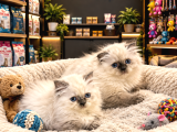Oyuncak gibi aşırı tatlı scottish longhair blue pointler