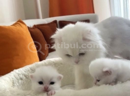dünyalar tatlısı British Longhair bebeklerimiz