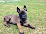Belçi̇ka Kurdu Yavrulari Ankara  Üst Düzey K-9