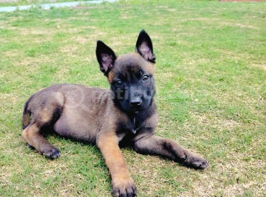 Belçi̇ka Kurdu Yavrulari Ankara  Üst Düzey K-9 görsel