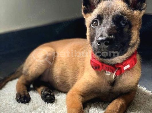 Belçi̇ka Kurdu Yavrulari Ankara  Üst Düzey K-9 görsel