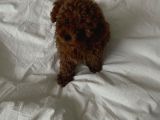 Toy Poodle In En Mi̇ni̇k Hali̇
