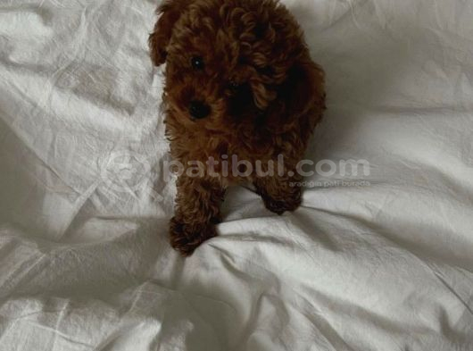 Toy Poodle In En Mi̇ni̇k Hali̇ görsel